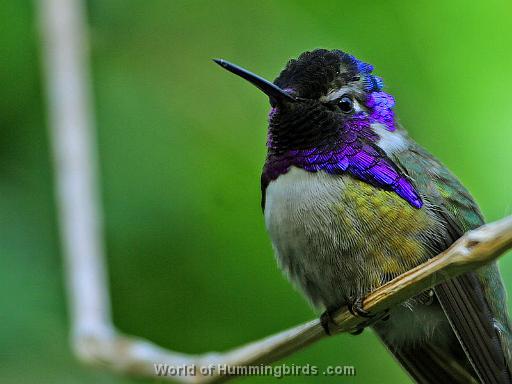 Hummingbird Garden Catalog: Costa's Hummingbird
